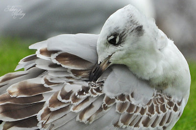 Mediterranean Gull