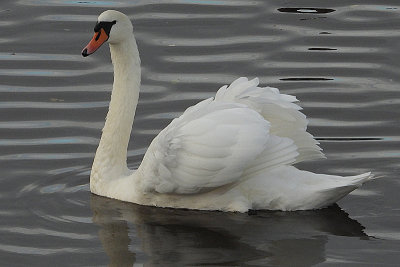 Mute Swan