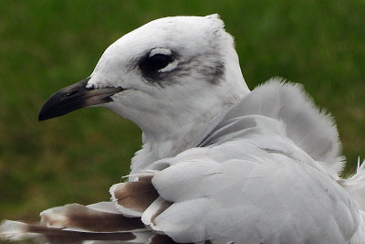 Mediterranean Gull