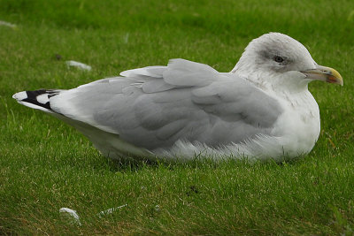 Herring Gull