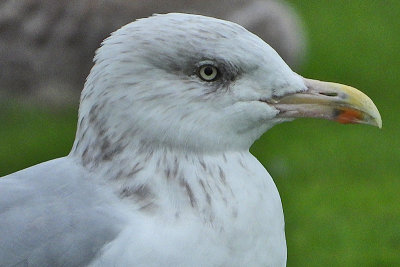 Herring Gull