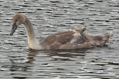 Mute Swan