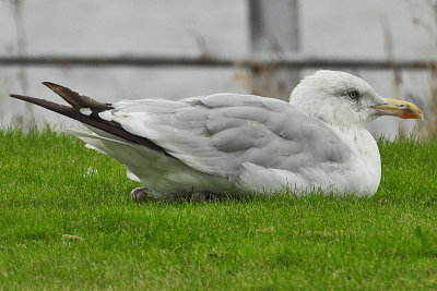 Herring Gull