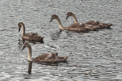 Mute Swan