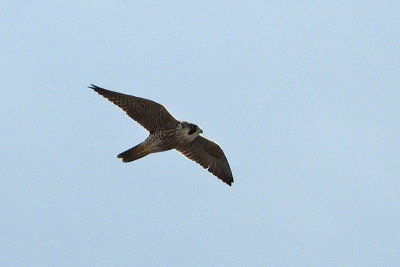 Peregrine