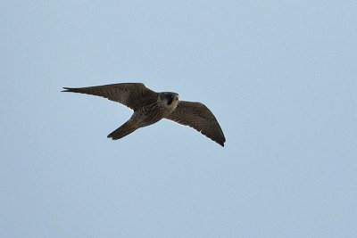 Peregrine