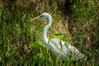 Egret looking for lunch