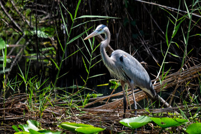 Big Blue Heron also looking for lunch