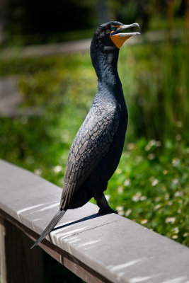 I believe this is a Cormorant