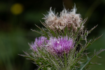 This thistle was all over the area