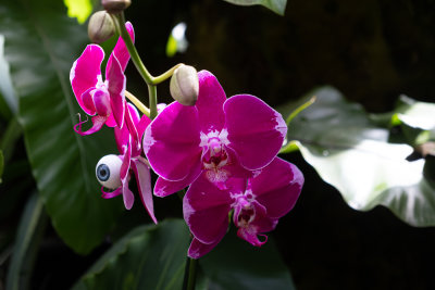 Orchids and an eyeball