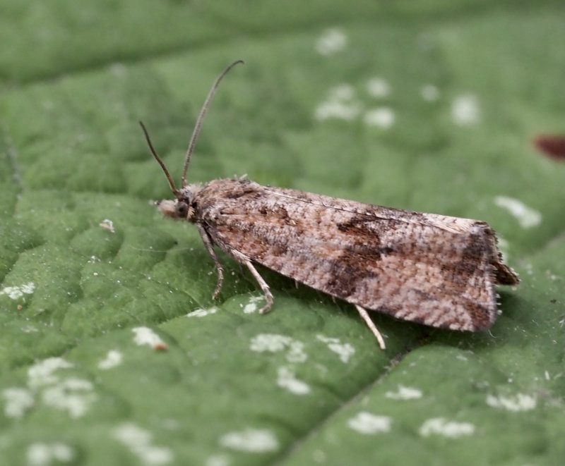 Maskrosgrundvecklare (Celypha striana).jpg