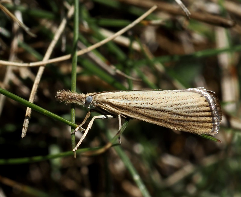 Halmgult gräsmott (Agriphila straminella).jpg