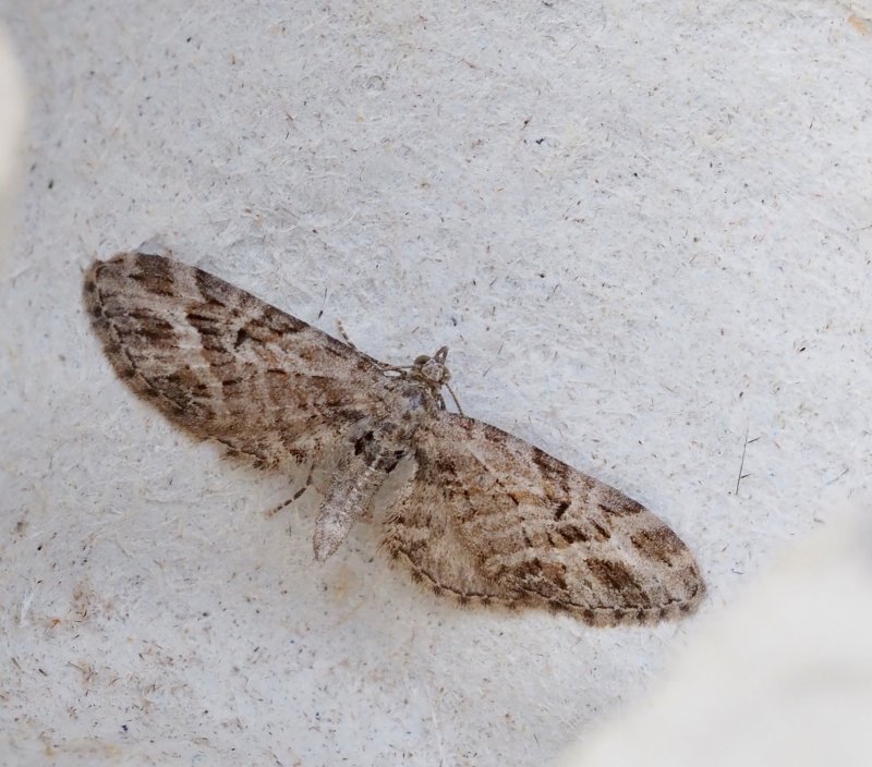 Rnnmalmtare, Eupithecia exiguata.jpg