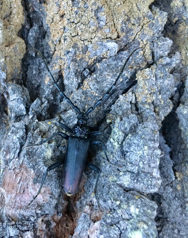 Greater Capricorn Beetle, Större Ekbock, Cerambyx cerdo