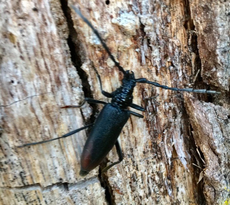 Greater Capricorn Beetle, Större ekbock, Cerambyx cerdo