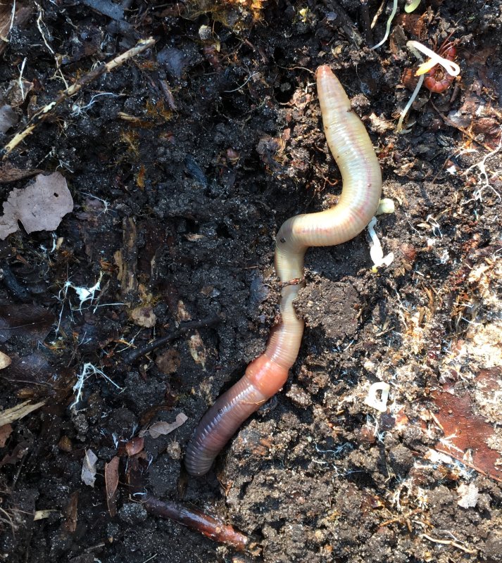 Earthworm, Lumbricus terrestris