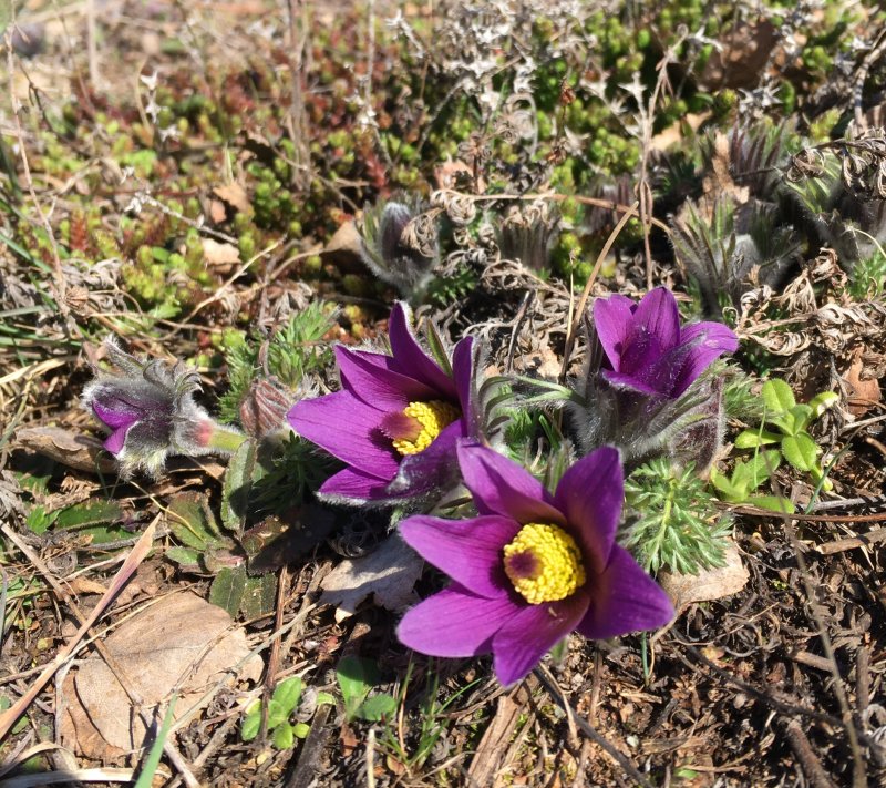 Pasque flower, Backsippa, Pulsatilla vulgaris.jpeg