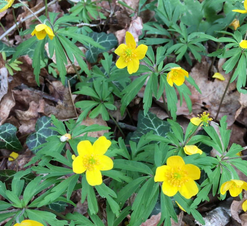 Gulsippa, Anemona ranunculoides. jpeg