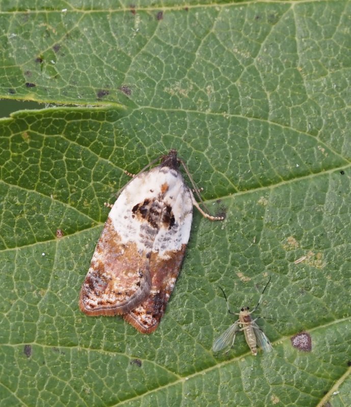 Acleris variegana, Vitbrokig rosenhstvecklare. Jpeg