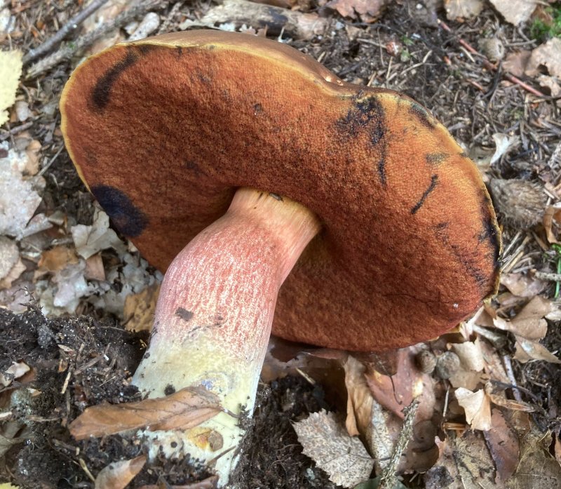 Boletes, Soppar