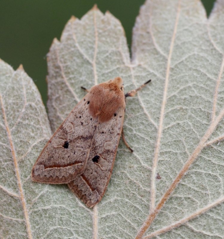 Lderbackfly (Agrochola macilenta) .jpeg
