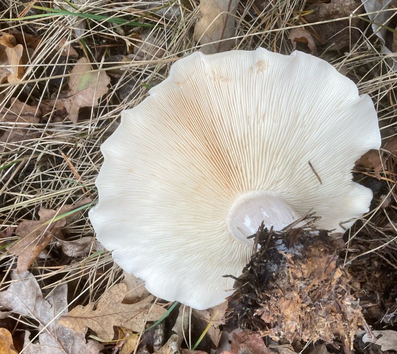 Russula chloroides, Ttskivig trattkremla. jpeg