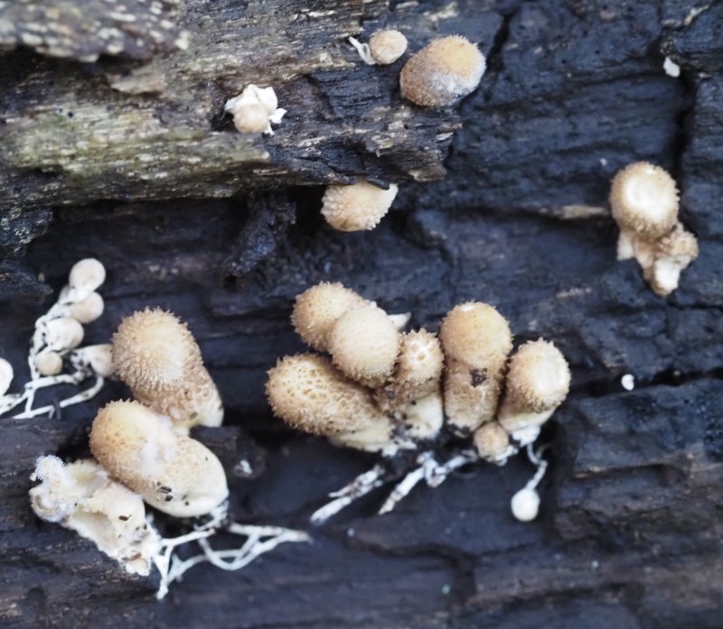 Unidentified Fungi