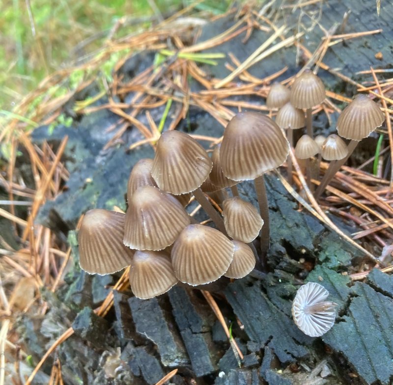 Mycena stipata,  Luthtta.jpeg