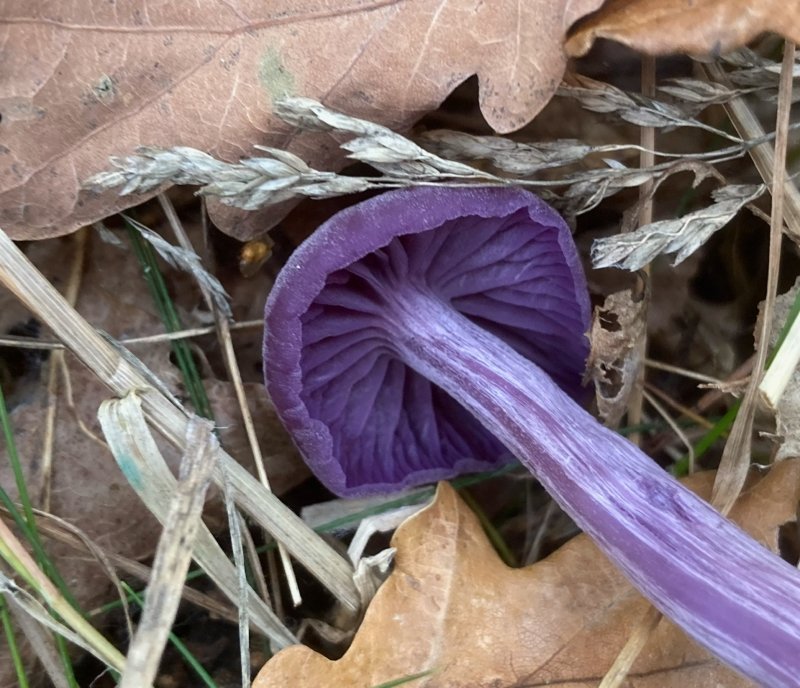 Laccaria amethystina, Ametistskivling.jpeg