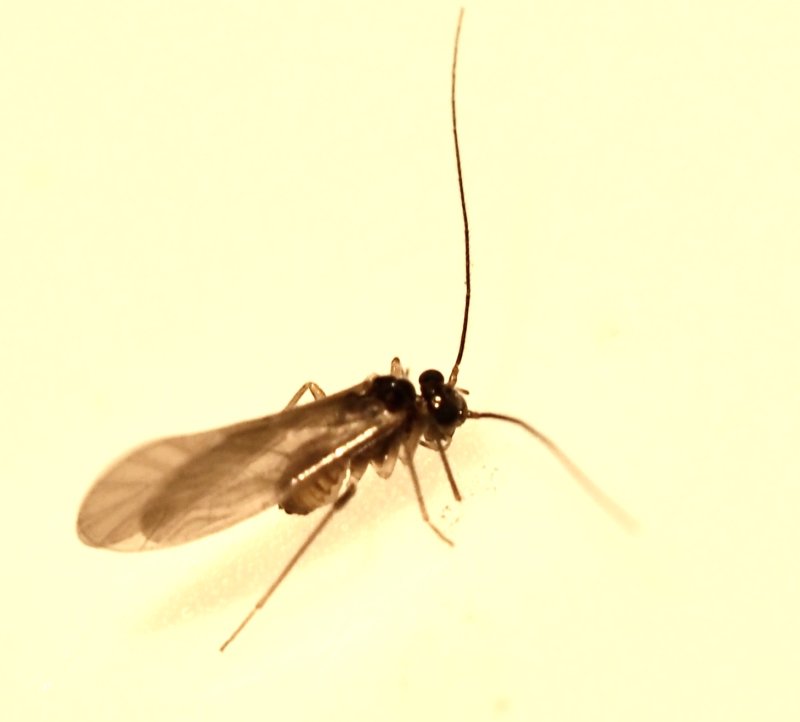 Valenzuela gynapterus, Risfransvingeslända.jpeg