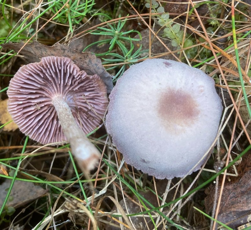 Gymnopus fuscopurpureus, Purpurbrun nagelskivling. jpeg