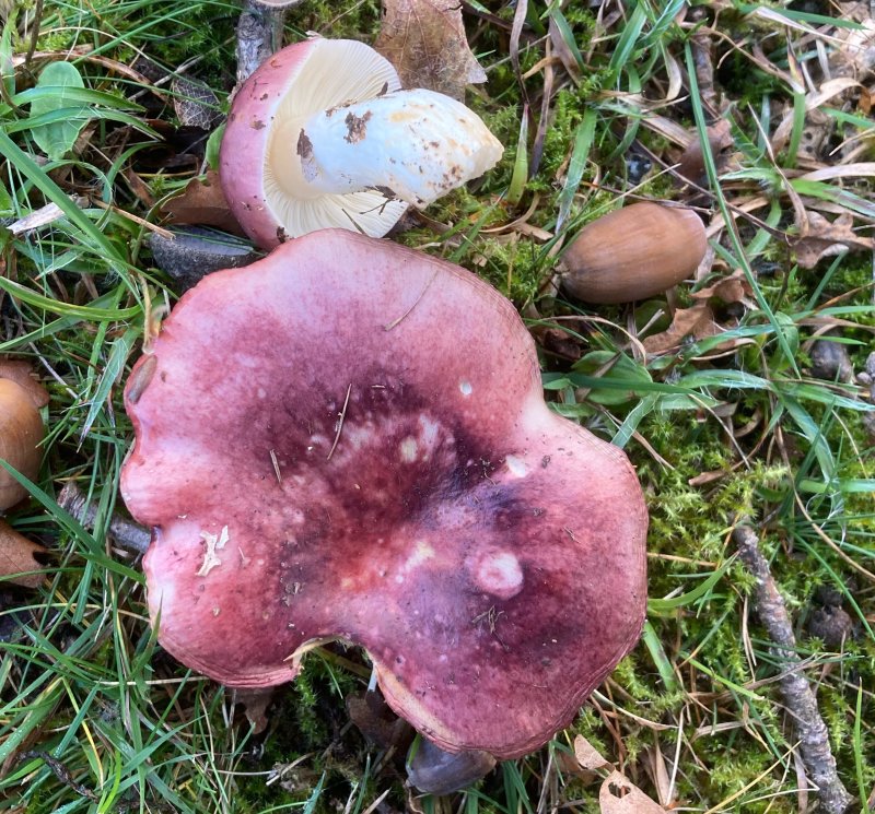 Russula graveolens, Eksillkremla. jpeg