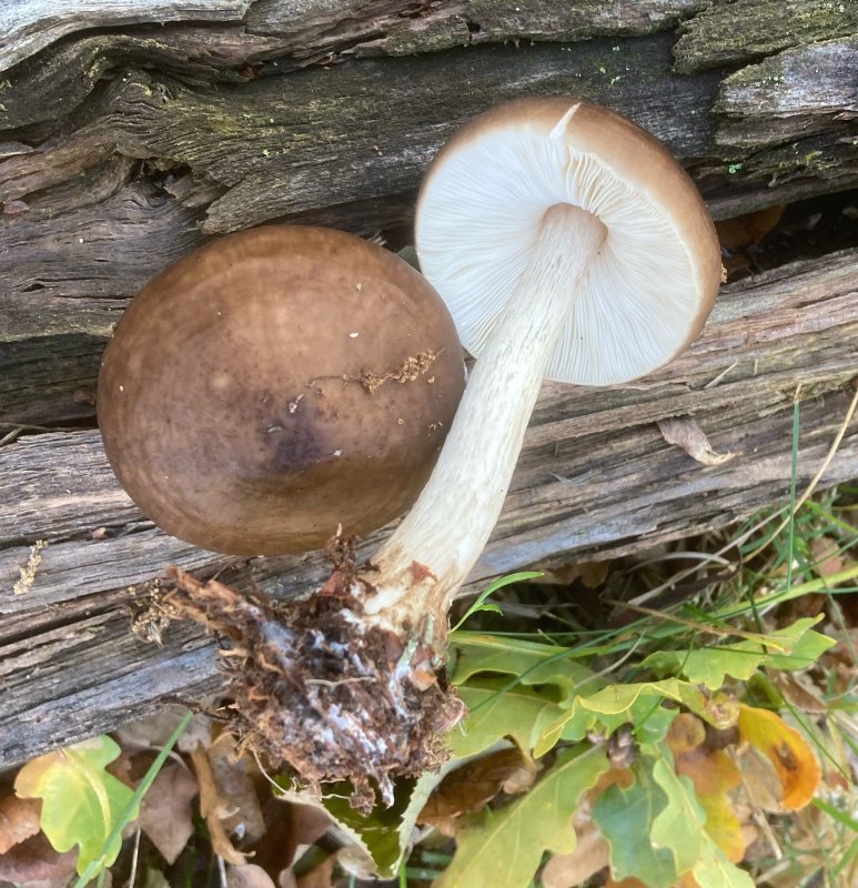 Pluteus cervinus, Hjortskölding. jpg