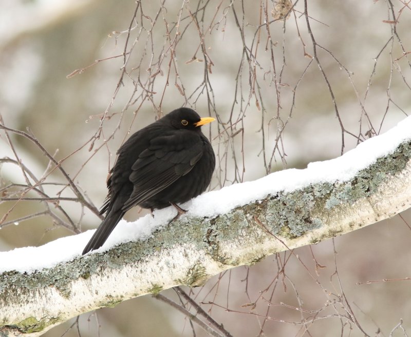 Blackbird, Koltrast, Turdus merula. jpeg