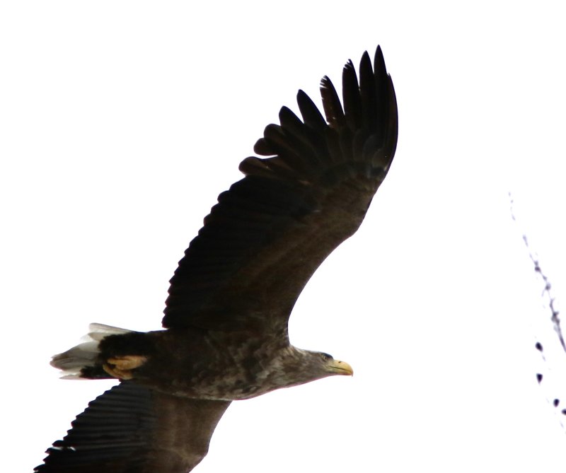 White-tailed Eagle, Havsrn, Halaeetus albicilla. jpeg