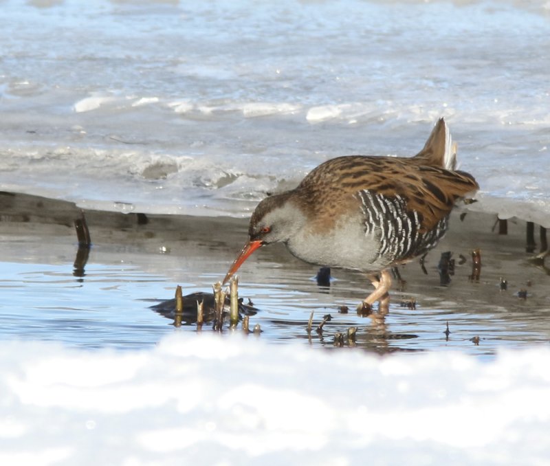 Water rail, Vattenrall, Rallus aquaticus. jpeg