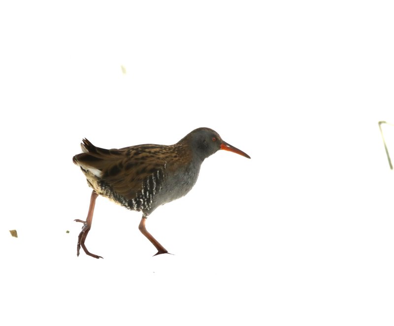 Water Rail, Vattenrall, Rallus aquaticus.jpeg