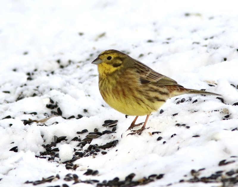 Yellowhammer male, Gulsparv (Emberiza citrinella)jpg
