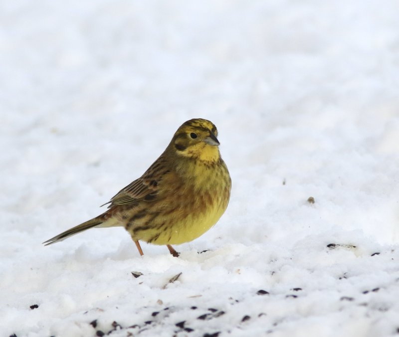 Yellowhammer male, Gulsparv   (Emberiza citrinella)jpg