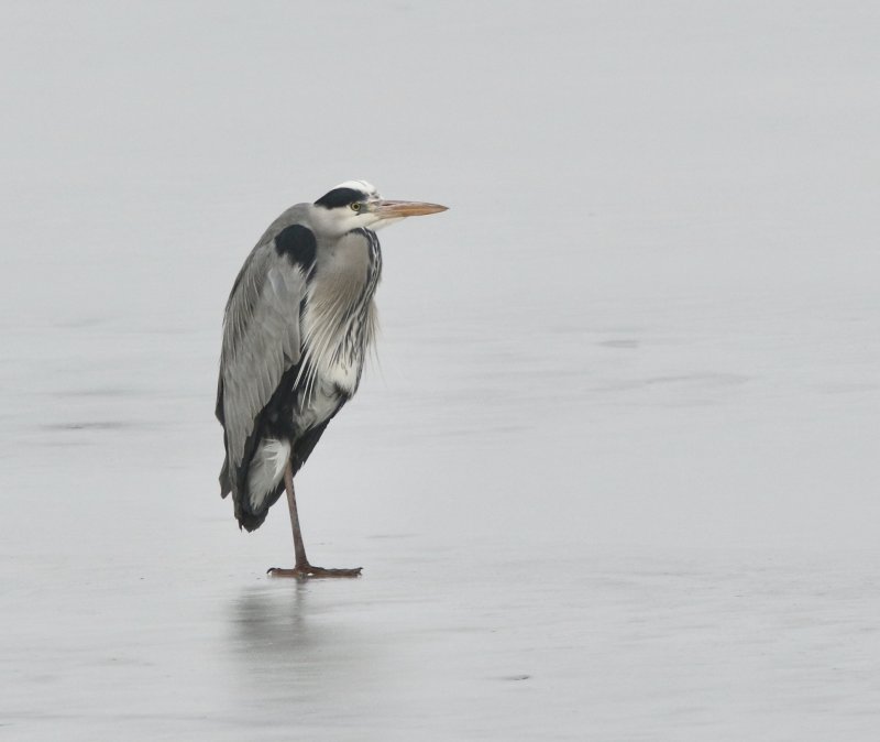 Grey Heron, Gråhäger (Ardea cinerea)