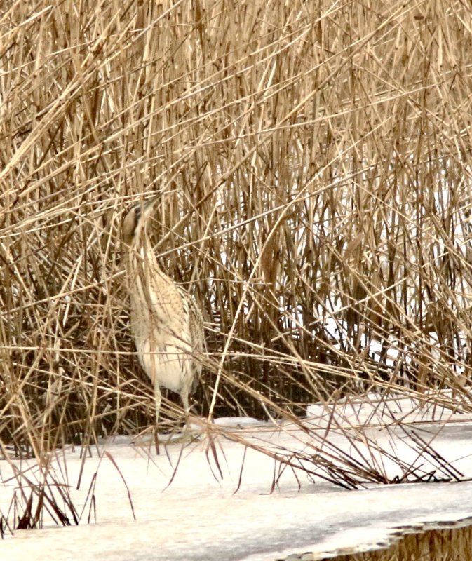 Bittern, Rrdrom, Botaurus stellaris
