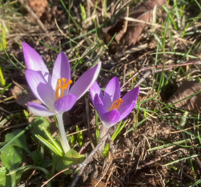 Snökrokus, Crocus thommasinianus. jpeg