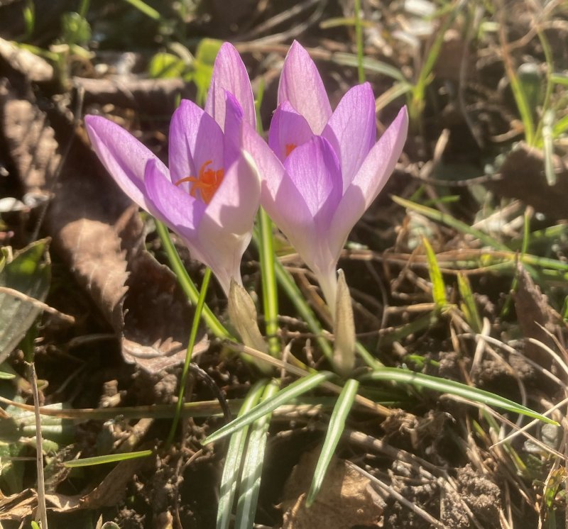Snökrokus, Crocus thommasinianus. .jpeg