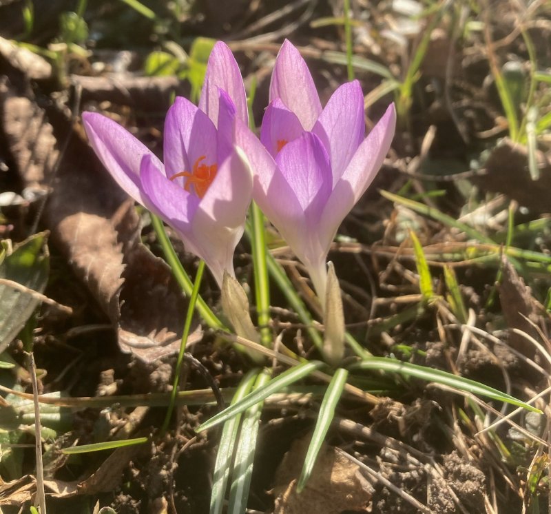 Snkrokus, Crocus thommasinianus. .jpeg