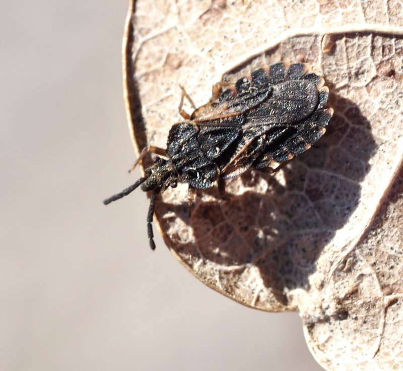 Aradus genus, barkskinnbaggar