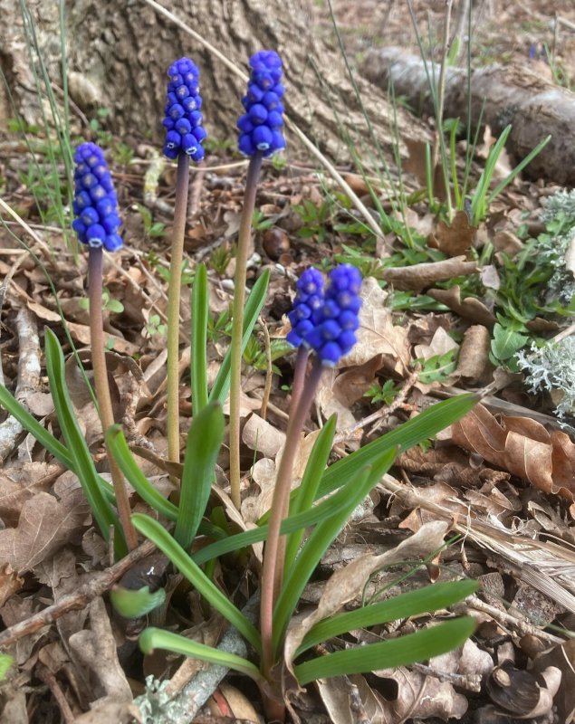 Pärlhyasint Muscari botryoides .jpeg
