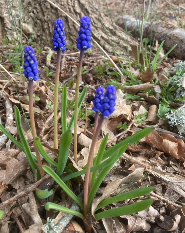 Prlhyasint Muscari botryoides .jpeg