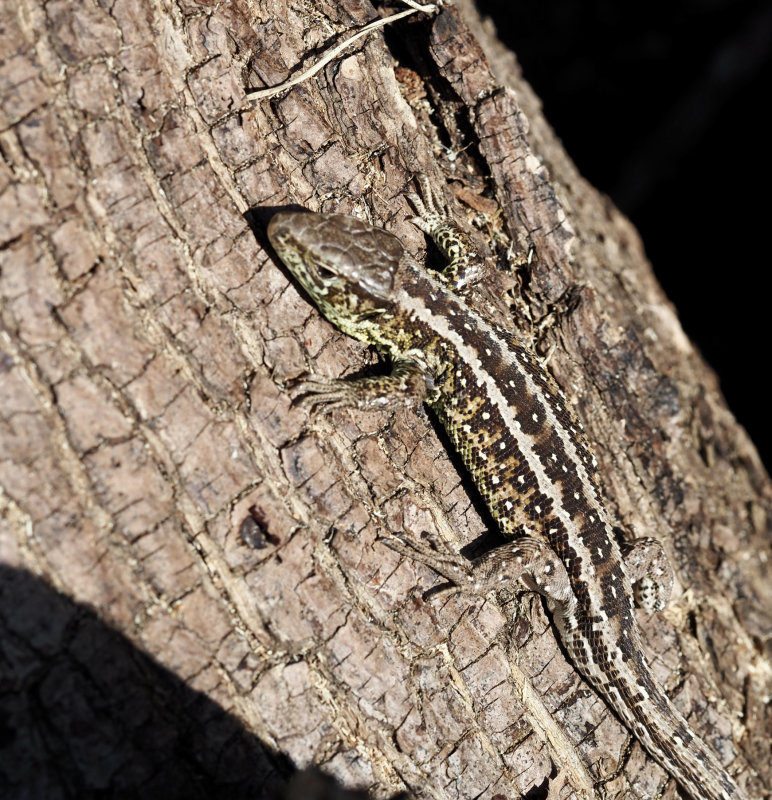 Sanddla, Sand lizard, Lacerta agilis. jpeg