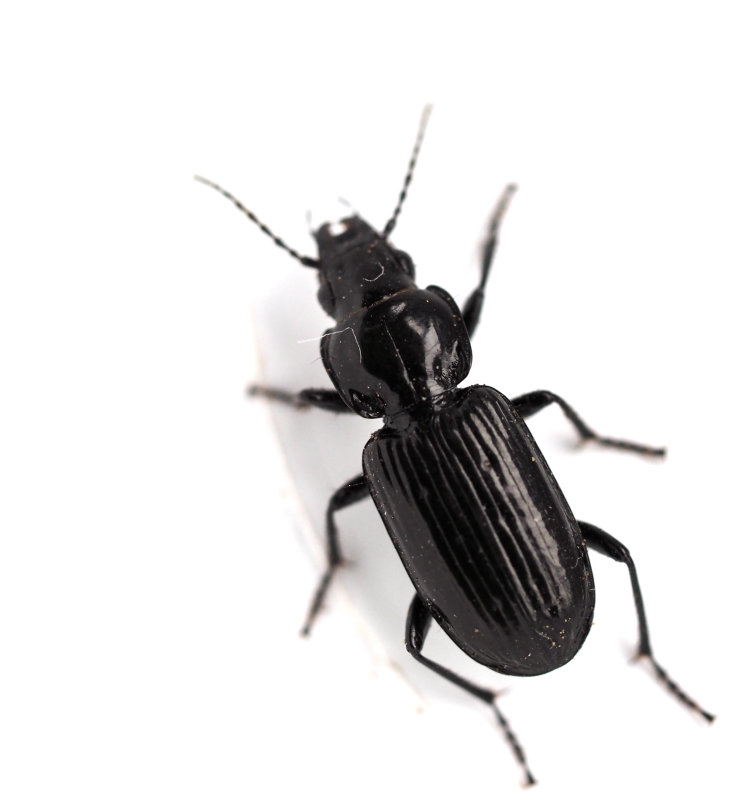 Lacklpare, Pterostichus aterrimus. .jpeg